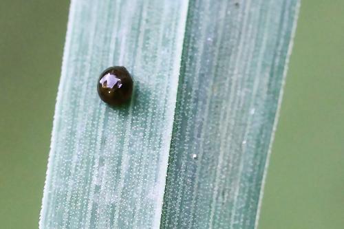 Oulema sp.